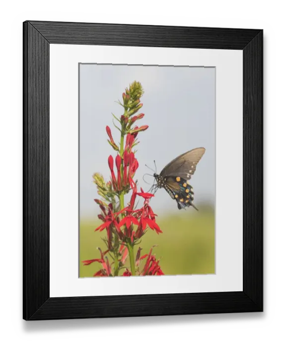 Framed Print : 03004-01514 Pipevine Swallowtail (Battus philenor) on Cardinal Flower (Lobelia cardinalis) Framed Print : 03004-01514 Pipevine Swallowtail (Battus philenor) on Cardinal Flower (Lobelia cardinalis)
