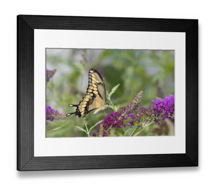 Framed Print : 03017-01419 Giant Swallowtail (Papilio cresphontes) on Butterfly Bush (Buddleja davidii) Marion Co