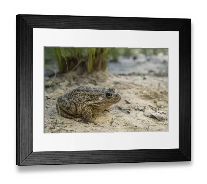 Framed Print : Gopher frog (Rana capito), The Orianne Indigo Snake Preserve. Telfair County, Georgia Framed Print : Gopher frog (Rana capito), The Orianne Indigo Snake Preserve. Telfair County, Georgia