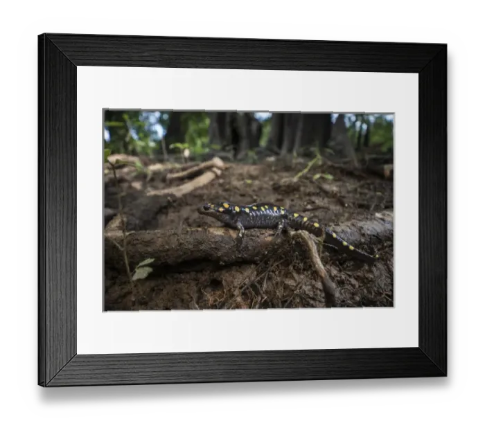 Framed Print : Spotted Salamander (Ambystoma maculatum) CAPTIVE. The Orianne Indigo Snake Preserve, Telfair County Framed Print : Spotted Salamander (Ambystoma maculatum) CAPTIVE. The Orianne Indigo Snake Preserve, Telfair County