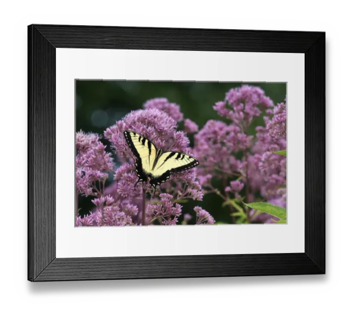 Framed Print : 03023-03008 Eastern Tiger Swallowtail (Papilio glaucaus) on Joe Pye Weed (Eutrochium Framed Print : 03023-03008 Eastern Tiger Swallowtail (Papilio glaucaus) on Joe Pye Weed (Eutrochium