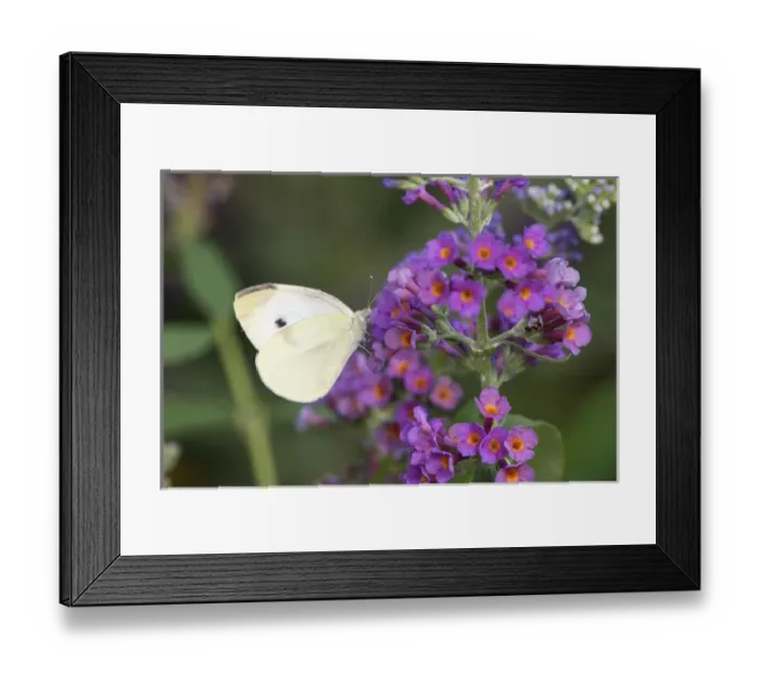 Framed Print : 03061-00401 Cabbage White (Pieris rapae) on Butterfly Bush (Buddleja davidii) Marion Co