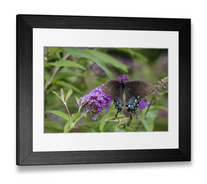 Framed Print : 03023-03206 Eastern Tiger Swallowtail (Papilio glaucaus) female (black form) on Butterfly Bush Framed Print : 03023-03206 Eastern Tiger Swallowtail (Papilio glaucaus) female (black form) on Butterfly Bush