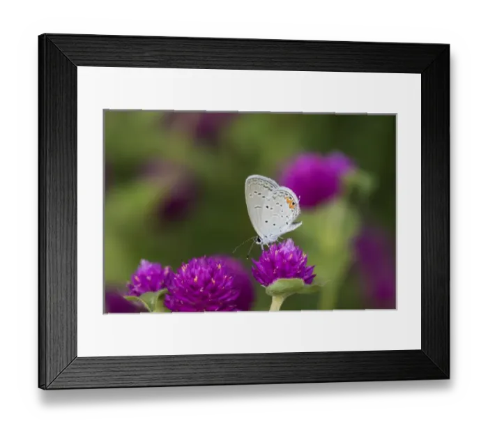 Framed Print : 03226-01115 Eastern Tailed-Blue (Everes comyntas) on Globe Amaranth (Gomphrena globosa) Marion Co