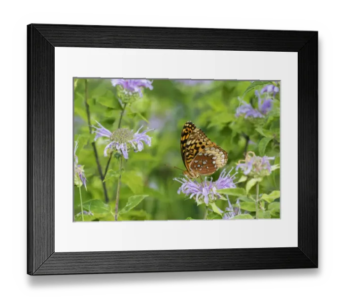Framed Print : 03322-01813 Great Spangled Fritillary (Speyeria cybele) on Wild Bergamot (Monarda Framed Print : 03322-01813 Great Spangled Fritillary (Speyeria cybele) on Wild Bergamot (Monarda