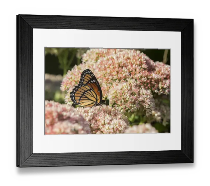 Framed Print : 03421-00712 Viceroy (Limenitis archippus) on Autumn Joy Sedum (Sedum spectabile) Marion Co Framed Print : 03421-00712 Viceroy (Limenitis archippus) on Autumn Joy Sedum (Sedum spectabile) Marion Co