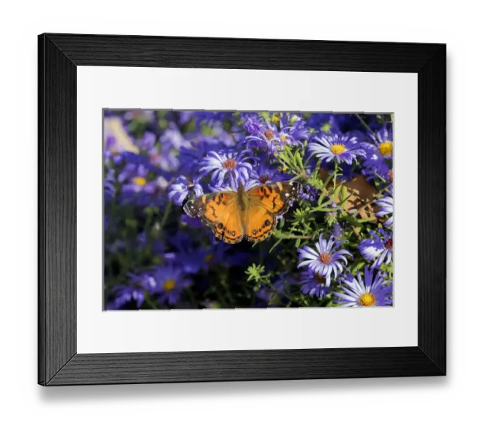 Framed Print : 03405-00509 American Lady (Vanessa virginiensis) on Frikarts Aster (Aster frikartii) Marion Co Framed Print : 03405-00509 American Lady (Vanessa virginiensis) on Frikarts Aster (Aster frikartii) Marion Co