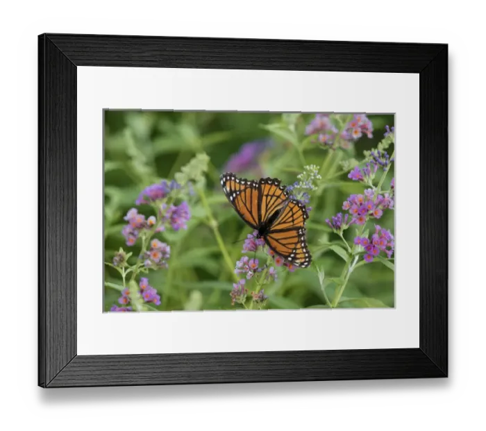 Framed Print : 03421-00715 Viceroy (Limenitis archippus) on Butterfly Bush (Buddleja davidii) Marion Co Framed Print : 03421-00715 Viceroy (Limenitis archippus) on Butterfly Bush (Buddleja davidii) Marion Co
