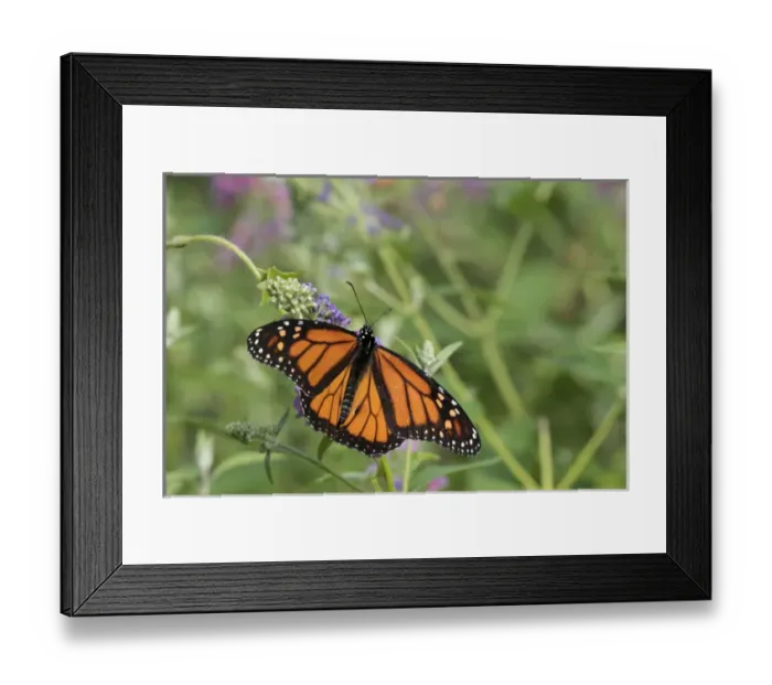 Framed Print : 03536-05915 Monarch (Danaus plexippus) on Butterfly Bush (Buddleja davidii) Marion Co. IL Framed Print : 03536-05915 Monarch (Danaus plexippus) on Butterfly Bush (Buddleja davidii) Marion Co. IL