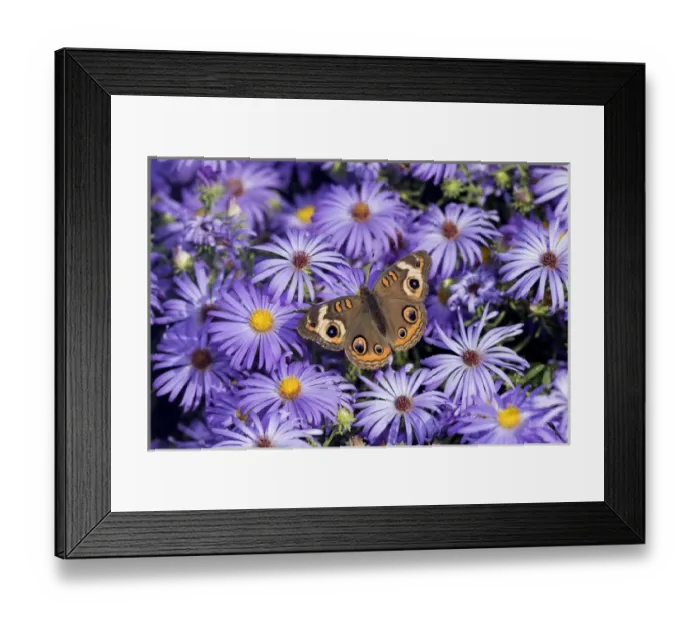 Framed Print : 03411-01214 Common Buckeye (Junonia coenia) on Frikarts Aster (Aster frikartii) Marion Co Framed Print : 03411-01214 Common Buckeye (Junonia coenia) on Frikarts Aster (Aster frikartii) Marion Co