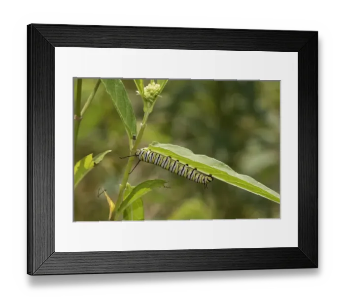 Framed Print : 03536-06001 Monarch (Danaus plexippus) caterpillar on Swamp Milkweed (Asclepias incarnata)