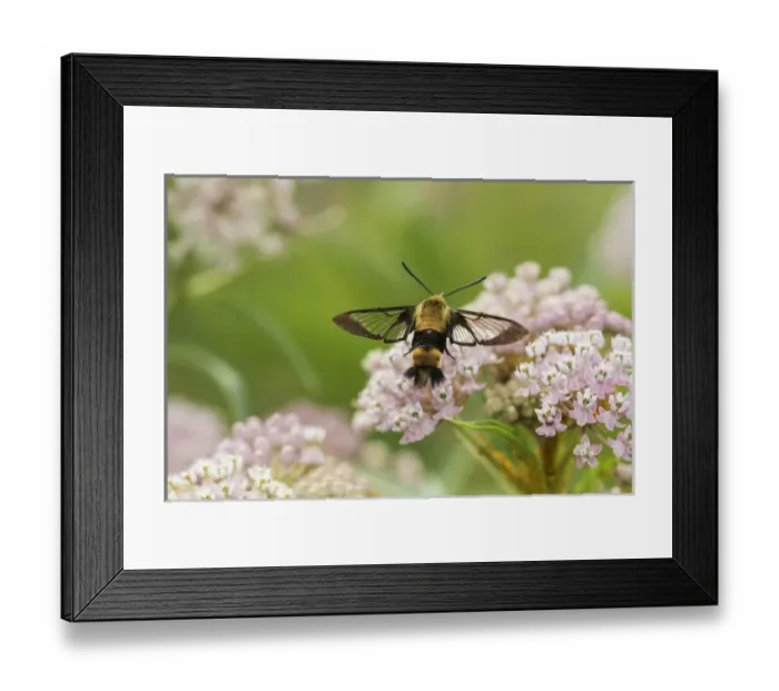 Framed Print : 04005-00407 Snowberry Clearwing (Hemaris diffinis) on Swamp Milkweed (Asclepias incarnata) Framed Print : 04005-00407 Snowberry Clearwing (Hemaris diffinis) on Swamp Milkweed (Asclepias incarnata)