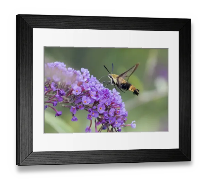 Framed Print : 04005-00320 Snowberry Clearwing (Hemaris diffinis) on Butterfly Bush (Buddleja davidii) Marion Co Framed Print : 04005-00320 Snowberry Clearwing (Hemaris diffinis) on Butterfly Bush (Buddleja davidii) Marion Co