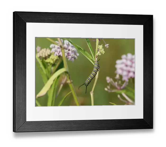 Framed Print : 03536-06003 Monarch (Danaus plexippus) caterpillar on Swamp Milkweed (Asclepias incarnata) Framed Print : 03536-06003 Monarch (Danaus plexippus) caterpillar on Swamp Milkweed (Asclepias incarnata)