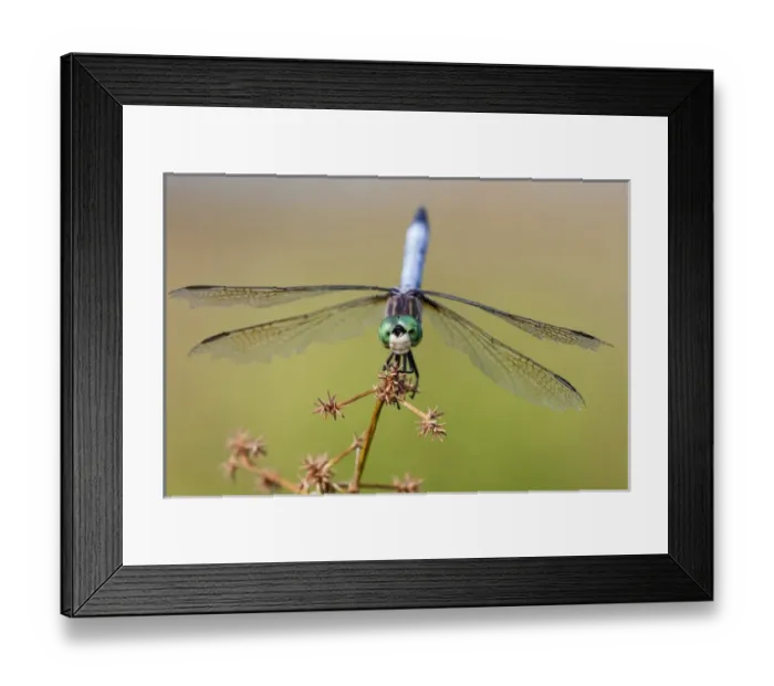 Framed Print : 06642-00615 Blue Dasher (Pachydiplax longipennis) male in wetland Marion Co. IL