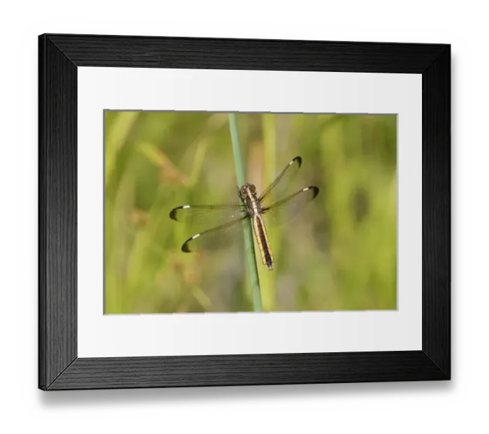 Framed Print : 06617-00503 Spangled Skimmer (Libellula cyanea) female in wetland Washington Co. MO Framed Print : 06617-00503 Spangled Skimmer (Libellula cyanea) female in wetland Washington Co. MO