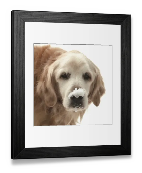 Framed Print : USA, Indiana, Carmel. Golden retriever with snow on the end of his nose. Credit as Framed Print : USA, Indiana, Carmel. Golden retriever with snow on the end of his nose. Credit as