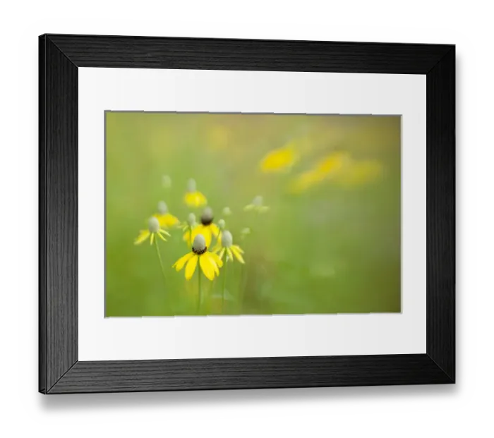 Framed Print : USA, Indianapolis. Abstract of wild grey-headed coneflowers