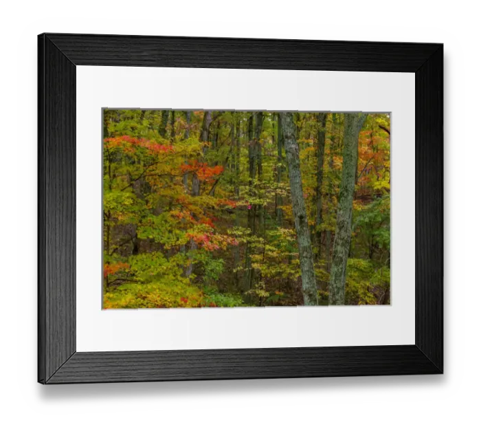 Framed Print : Autumn color in Brown County State Park, Indiana, USA Framed Print : Autumn color in Brown County State Park, Indiana, USA