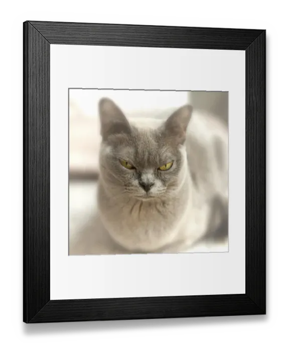 Framed Print : Close-up of a Blue American Burmese cat