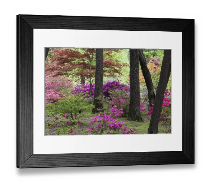 Framed Print : Azaleas and Japanese Maples at Azalea Path Arboretum & Botanical Gardens, Hazleton, IN Framed Print : Azaleas and Japanese Maples at Azalea Path Arboretum & Botanical Gardens, Hazleton, IN