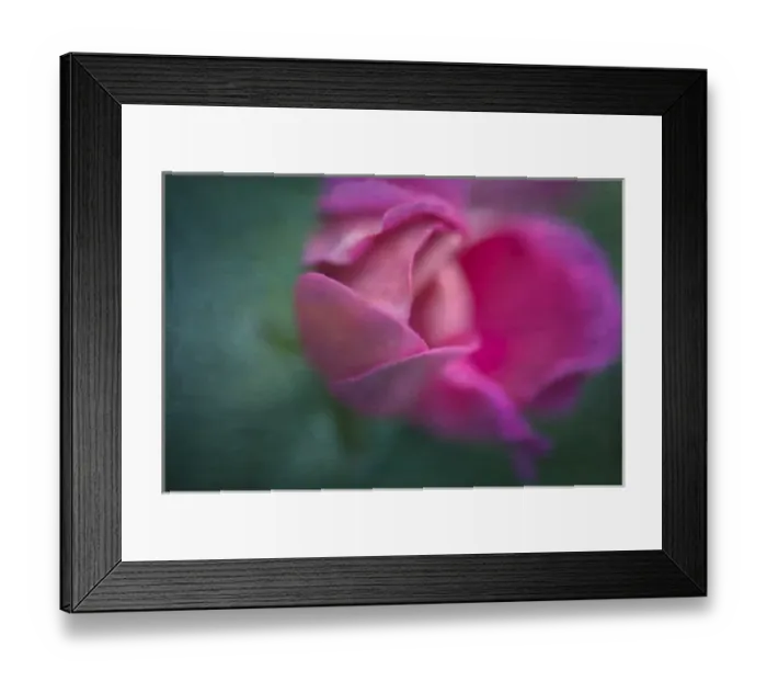 Framed Print : Vining Geranium Bud: Digatally Altered Framed Print : Vining Geranium Bud: Digatally Altered