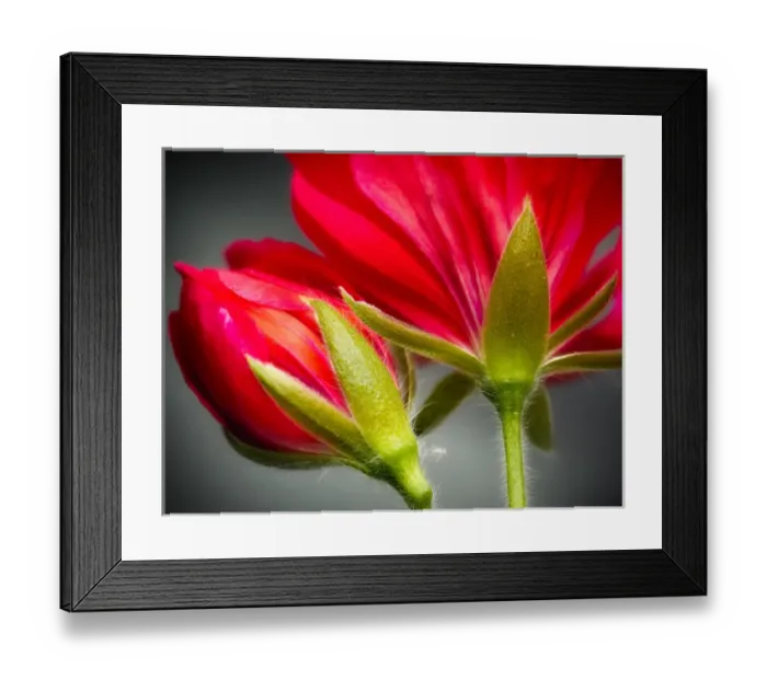 Framed Print : Close-up of vining geranium from back of flower Framed Print : Close-up of vining geranium from back of flower