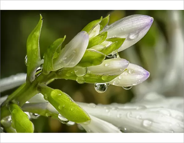 Close-up of rain drops on trumpet-shaped flowers of Hosta plant prior to opening