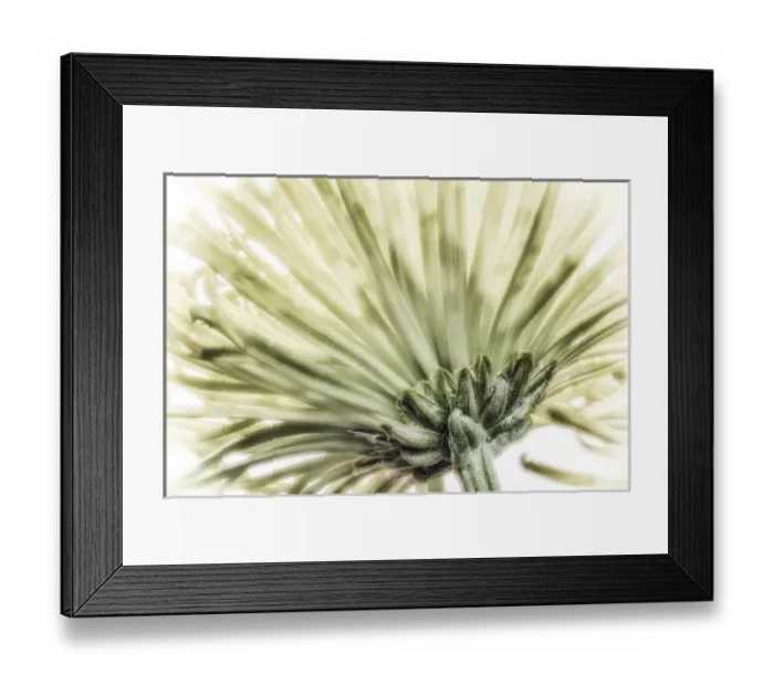 Framed Print : Close-up of a green chrysanthemum from behind. Digitally altered Framed Print : Close-up of a green chrysanthemum from behind. Digitally altered
