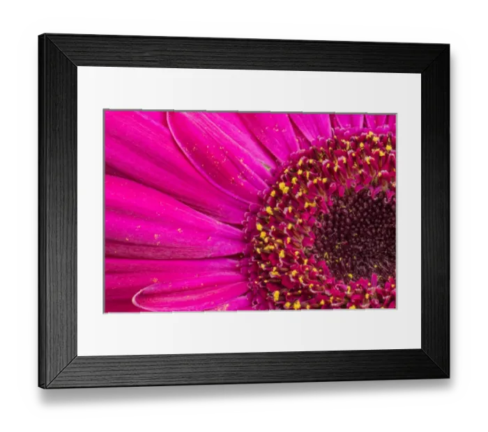 Framed Print : Close-up of a Gerber daisy showing center and petals with pollen Framed Print : Close-up of a Gerber daisy showing center and petals with pollen
