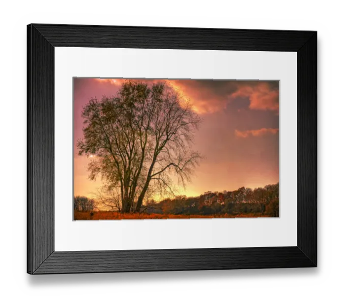 Framed Print : USA, Indiana. Giant tree in Prophetstown State Park