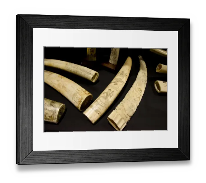 Framed Print : Massachusetts, New Bedford. New Bedford Whaling Museum