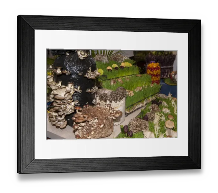 Framed Print : USA, Massachusetts, Boston, Boston Food and Restaurant Show, mushrooms Framed Print : USA, Massachusetts, Boston, Boston Food and Restaurant Show, mushrooms