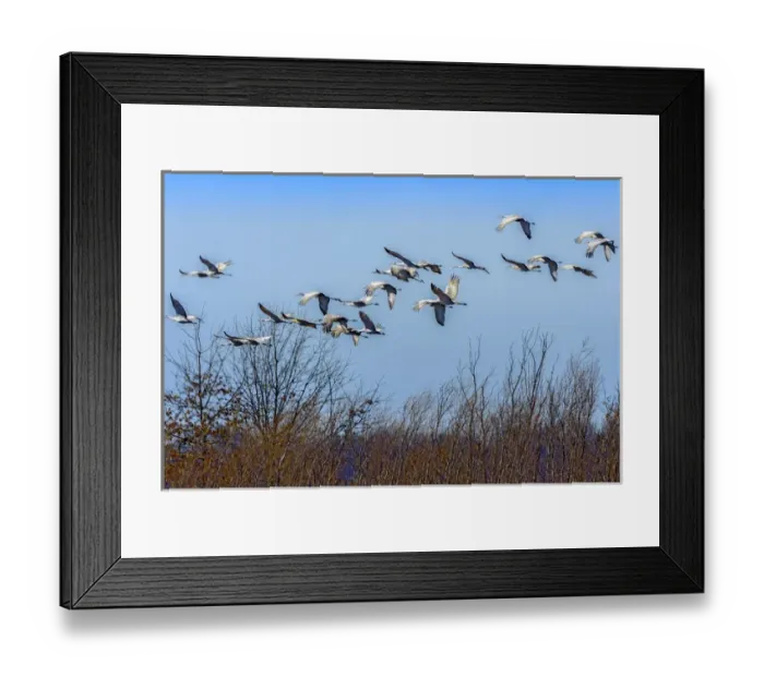Framed Print : Sandhill Cranes flying during the spring migration at Goose Pond Fish and Wildlife Area