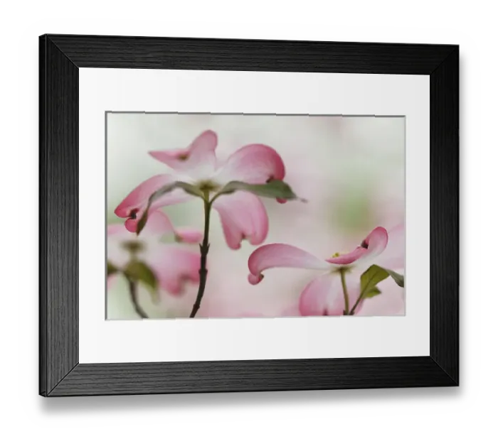 Framed Print : Pink dogwood tree blossoms, Louisville, KY