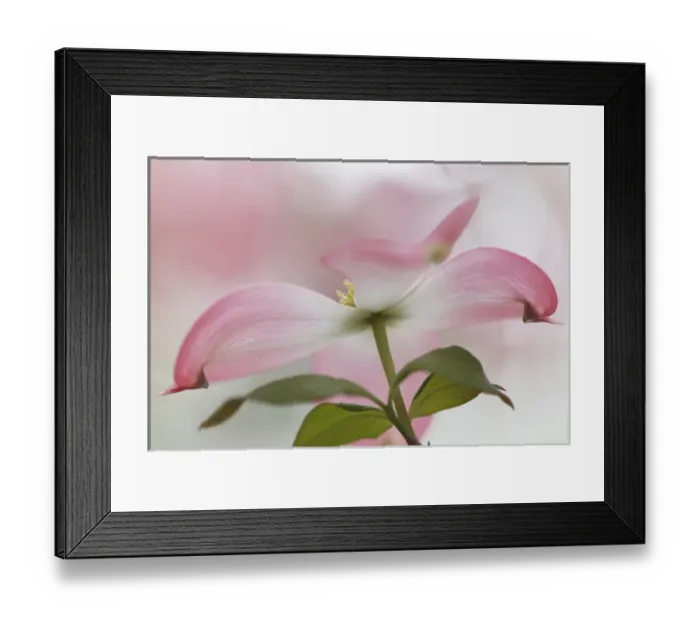 Framed Print : Pink dogwood tree blossoms, Louisville, KY Framed Print : Pink dogwood tree blossoms, Louisville, KY