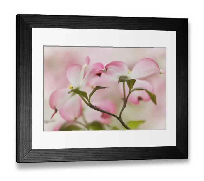 Framed Print : Pink dogwood tree blossoms, Louisville, KY