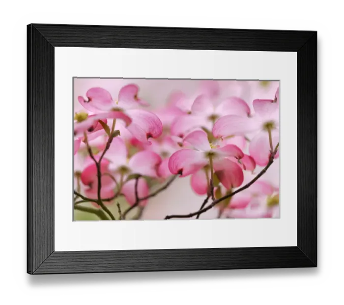Framed Print : Pink dogwood tree blossoms, Louisville, KY