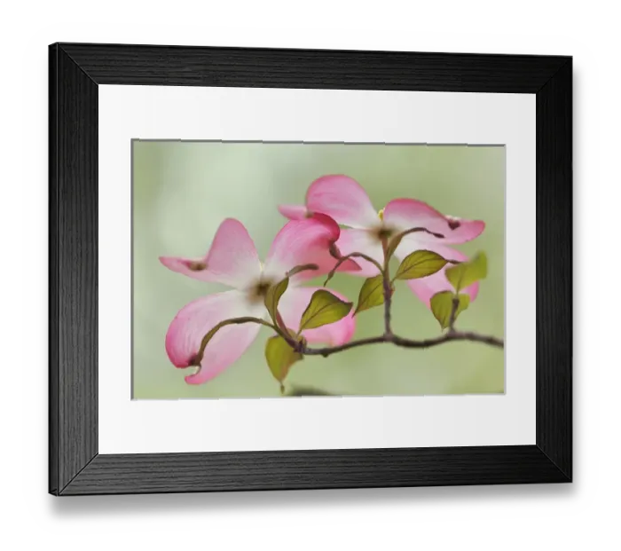 Framed Print : Pink dogwood tree blossoms, Louisville, KY Framed Print : Pink dogwood tree blossoms, Louisville, KY