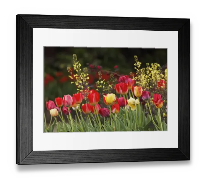 Framed Print : Tulips, Audubon neighborhood, Louisville, KY Framed Print : Tulips, Audubon neighborhood, Louisville, KY