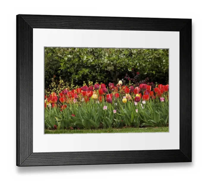Framed Print : Tulips, Audubon neighborhood, Louisville, KY