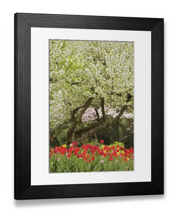 Framed Print : Tulips, Audubon neighborhood, Louisville, KY Framed Print : Tulips, Audubon neighborhood, Louisville, KY