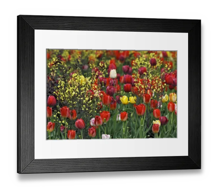 Framed Print : Tulips, Audubon neighborhood, Louisville, KY Framed Print : Tulips, Audubon neighborhood, Louisville, KY