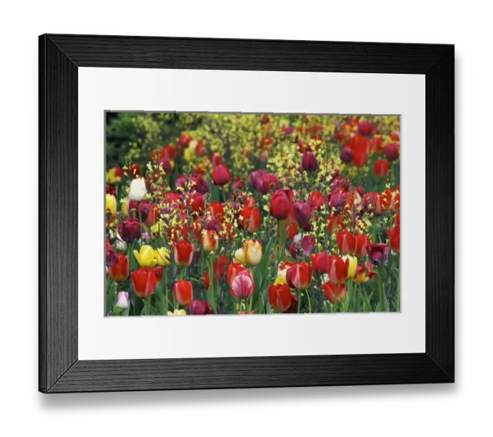 Framed Print : Tulips, Audubon neighborhood, Louisville, KY