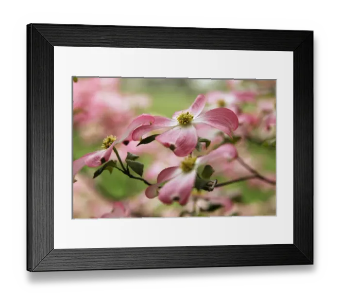 Framed Print : Pink dogwood tree blossoms in spring, Louisville, Kentucky
