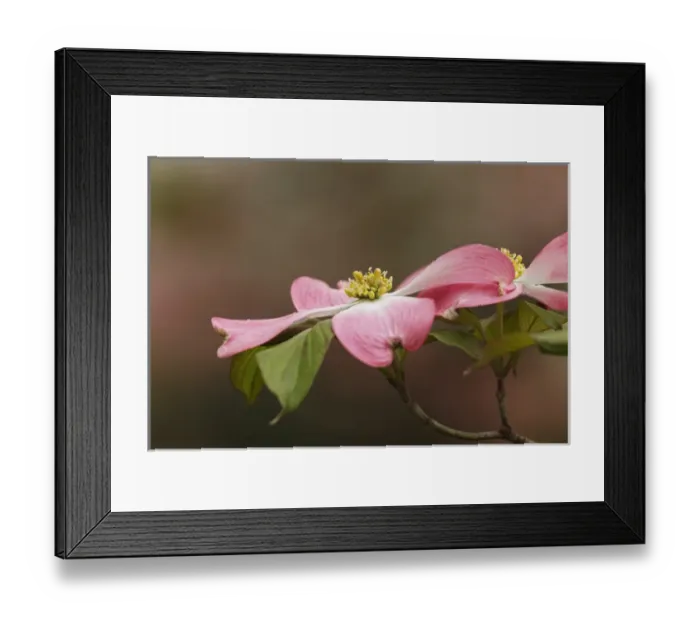 Framed Print : Pink dogwood tree blossoms in spring, Louisville, Kentucky Framed Print : Pink dogwood tree blossoms in spring, Louisville, Kentucky