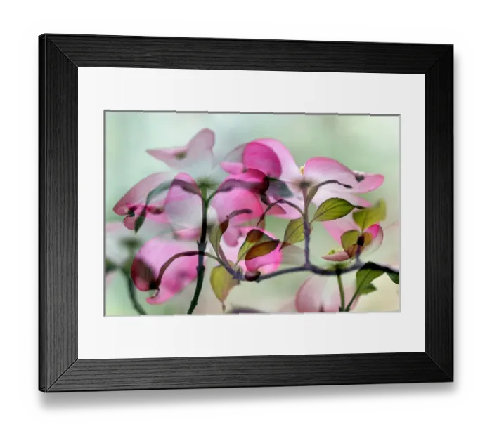 Framed Print : Double exposure of pink dogwood tree blossoms, Louisville, KY Framed Print : Double exposure of pink dogwood tree blossoms, Louisville, KY