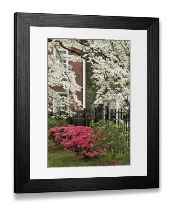 Framed Print : Dogwood tree and azalea bush in full bloom, Audubon Park, Louisville, KY Framed Print : Dogwood tree and azalea bush in full bloom, Audubon Park, Louisville, KY