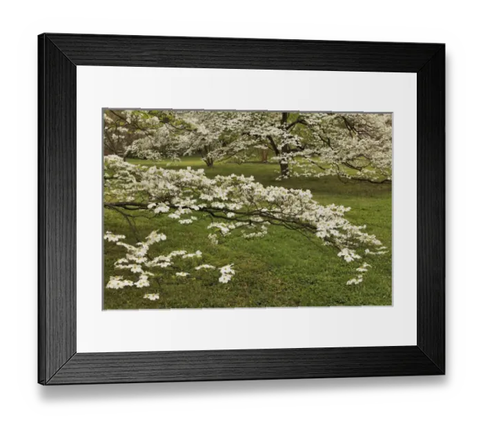 Framed Print : Large dogwood tree in full bloom, Audubon Park, Louisville, Kentucky Framed Print : Large dogwood tree in full bloom, Audubon Park, Louisville, Kentucky