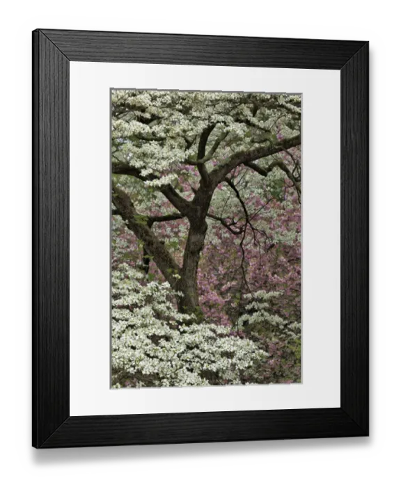 Framed Print : Dogwood tree in full bloom, Audubon Park neighborhood, Louisville, Kentucky Framed Print : Dogwood tree in full bloom, Audubon Park neighborhood, Louisville, Kentucky